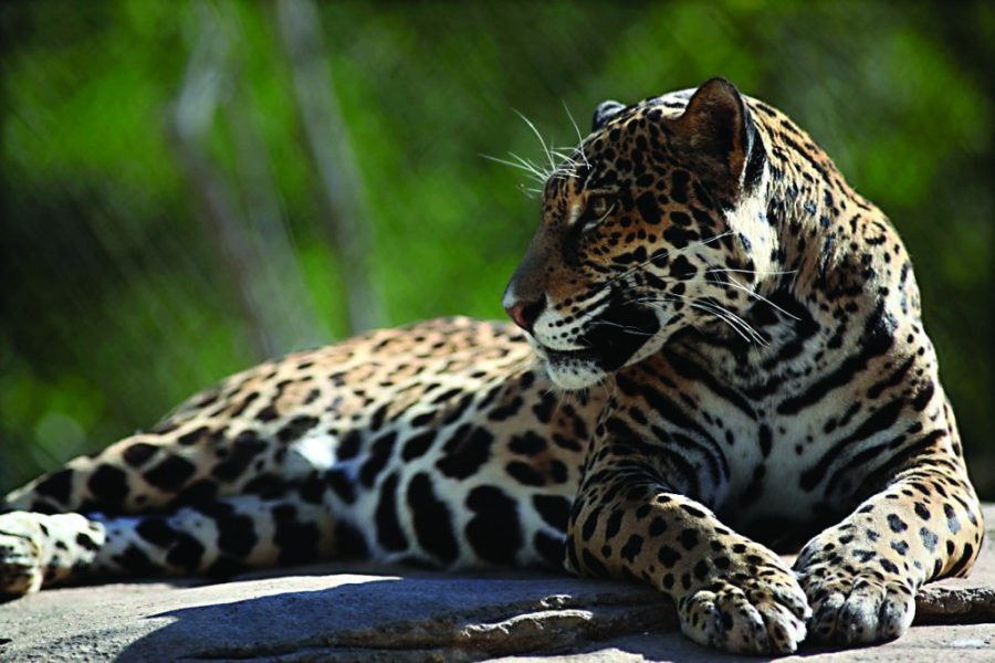 University to help spot jaguars
