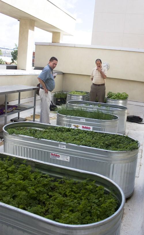 Hallie Bolonkin  / Arizona Daily Wildcat

Jon Levengood, retail dining manager, and Louis Andrade, Core supervisor, show off the small, yet fascinating herb garden located on the rooftop of the SUMC just above cactus grill. This herb garden was planted last March, and since has produced herbs such as basil, parsley, thyme, mint, and cilantro which are used in many restaurants such as Core, 3-Cheeses and a Noodle, Cactus Grill, and Cafe Sonora,  all located in the student union.