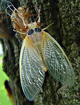 A newly-born Cicada. The noisy insects are common in Tucson during monsoon season.