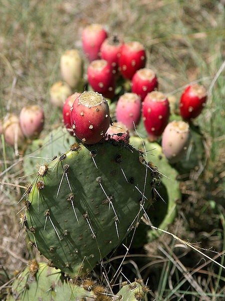 First Prickly Pear Festival rough around the edges