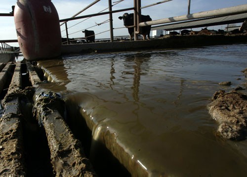 Water washes waste down concrete alley at Gallo Farms Cheese farm plant where power is supplied by methane gas made from cow manure, February 3, 2010, in Atwater, California. Gallo Farms near Merced has been using biogas digester system, which creates methane gas from cow waste to power their cheese factory for years. (Bob Chamberlin/Los Angeles Times/MCT)













