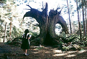 Ofelia approaches a tree where a frog lives in Pans Labyrinth. The fantasy follows her and the dreamland she creates while dealing with living in Spain in the midst of World War Two.