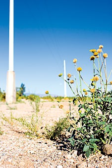 The Rillito River Basin runs dry this summer at Campbell and Country Club. UA researchers are studying tree rings around Arizona to better understand climate variability throughout the Upper Colorado River Basin.