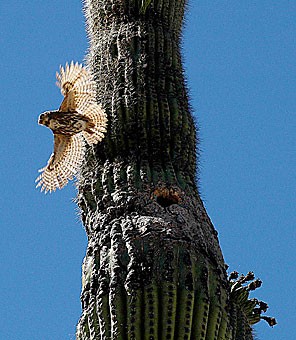 A female pygmy owl flies from its nest in a cactus in the Sonoran Desert. Arizona researchers have been tracking the owls to learn more about them.