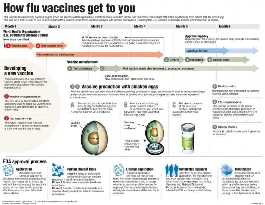 Centerpiece+graphic+explains+how+flu+vaccine+manufacturing+process+and+the+FDA+process+for+vaccine+approval.