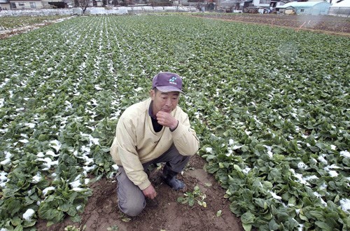 A farmer in Fukushima ponders what to do with his spinach Saturday. March 26, 2011, in an area affected by radioactive substances released from the Fukushima No. 1 nuclear power plant. (Yomiuri Shumbun/MCT)