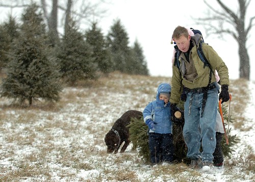 Bill Booth, right, with son Nicholas, left, 2, and daughter Mary, 11 months, on his back, and son Russell, 4, trailing behind drag their fresh cut organic Christmas tree at Spring Hills Farm in Lackawanna County, Pennsylvania, December 13, 2007. (Cesar L. Laure/Allentown Morning Call/MCT)
