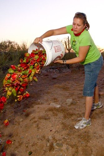 Gordon Bates/ Arizona Daily Wildcat
Liberty Dominguez, a helper at the Sahuaro fruit camp and long time friend of Stella, dumps a second bucket full of the Sahuaro fruit casings into a dried out wash near the camp. Liberty says that the casings will not create an eyesore, or make a mess of the place, because the desert critters will come to eat and/or take away the left overs. 