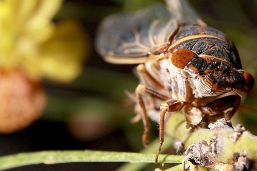 In the southwestern United States, among other regions of the globe, the buzzing you hear in trees is likely the music of the cicada. The palo verde tree is the natural environment in which these buzzing critters dwell.