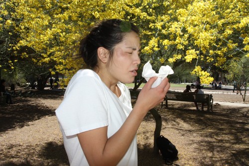 Raquel Irigoyen-Au, Spanish and Portuguese sophomore, sneezes in front of a palo verde tree Monday. Spring is a common time for allergies because of the Palo Verde trees, said Dr. Mark Brown, a UA professor of pediatrics who specializes in pulmonology at University Medical Center.