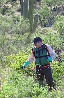 Photo by Kate Saavedra. Perry Grissom sprays a herbicide on tufts of buffelgrass near Saguaro National Park. UA students and Tucson residents united to eliminate the grasses during the month of August to prevent the occurence, spread and stoking of forest fires.