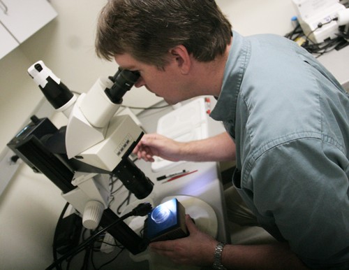 Erich Healy  / Arizona Daily Wildcat

Associate professor of Entomology, Michael Riehle, examines  mosquitos in their pupal stage used for research in creating a malaria resistant breed to fight malaria related deaths worldwide. Genetically modified mosquitos are seen as a promising method for fighting malaria because it does not use potentially harmful pesticides and it does not seek to eradicate an entire species.