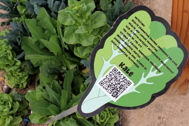 Kelsee Becker / Arizona Daily Wildcat

Produce within Tucson Village Farm features QR codes, offering customers nutritional information as well as recipes. Tucson Village Farm, on the NE corner of Campbell and Roger, reconnects young people to healthy lifestyles, teaching them how to grow and prepare fresh produce. 
