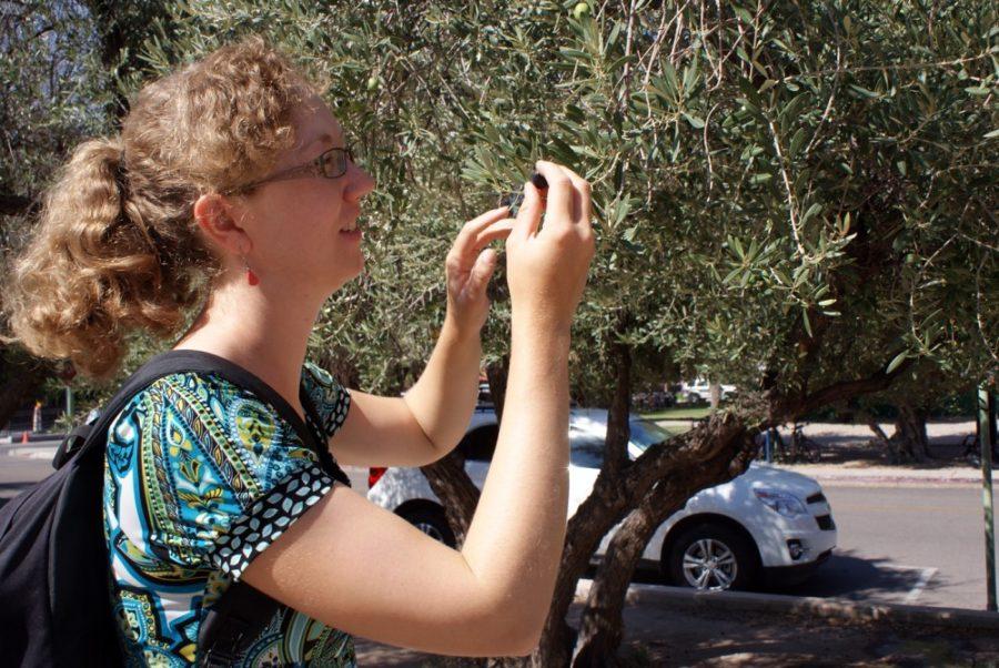 Savannah Douglas // The Daily Wildcat

Olive trees are located around different buildings on the University of Arizona campus, including near the Harvill Building. Angela Knerl, a second year graduate student in the School of Natural Resources at UA, is working with Melanie Lenart, the coordinating leader of the Linking Edible Arizona Forests (LEAF) program, and other students, to harvest the campus olive trees this upcoming year.