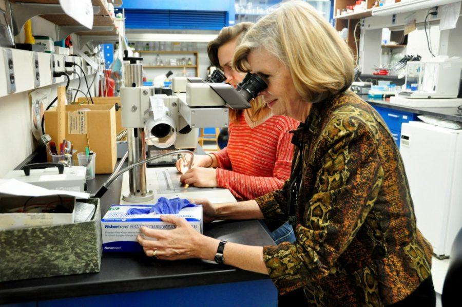 Lili Steffen / The Daily Wildcat

Leslie Tolbert, a neuroscience professor, looks at fruit flies in her lab with fourth year graduate Neuroscience GIDP Sarah MacNamee on Nov. 15 at the Gould-Simpson Building.