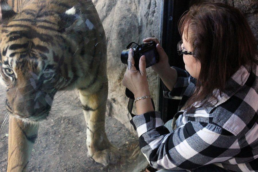 Savannah Douglas / The Daily Wildcat

Anna Marie Vitale takes photographs of the Malayan Tigers at the Reid Park Zoo in Tucson, Arizona on Wednesday. The Malayan Tigers are endangered. 