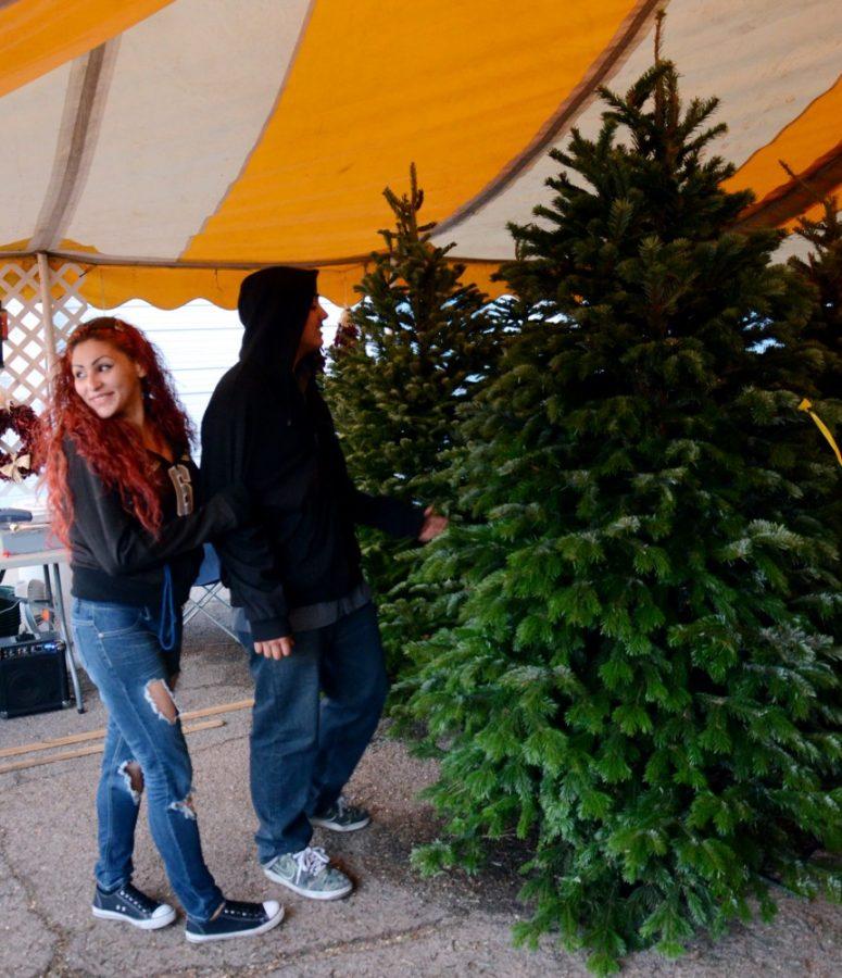 Rebecca Noble / The Daily Wildcat

Beatrice and Carlos Vidal look at the assortment of trees on Wednesday, December 3rd at the Buckelew Christmas Tree Lot on the corner of Campbell and Broadway.