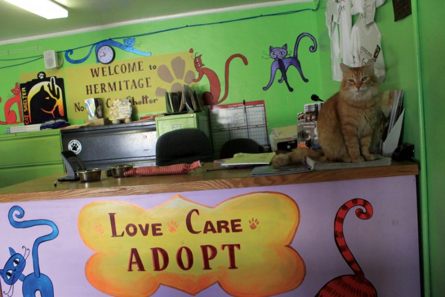 The Hermitage No-Kill Cat Shelter strives to send homeless cats to loving homes. They provide shelter to cats who are FIV+, require special diets, have diabetes, and other diseases. 