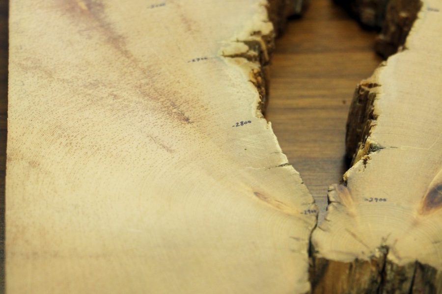 Dendrochronologists at the UA tree-ring lab use pieces of the Prometheus tree to determine its age. The bristlecone pine was approximately 5,000 years old.