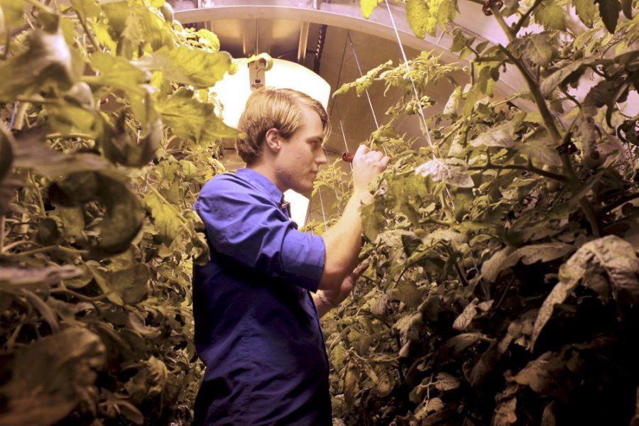 	Sean Gellenbeck, a systems and industrial engineering graduate student, pollinates tomatoes in the prototype lunar greenhouse on June 11. Gellenbeck is one of the students who helps keep the prototype lunar greenhouse running. 