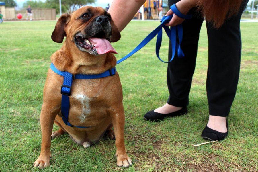 Gus, a puggle, plays with Vicky Tantlinger, president of the Arizona
Puggle Rescue, at Crossroads Park on Monday. The group will host its Pins for Paws Charity Bowling event on Saturday to raise funds for the rescue.
