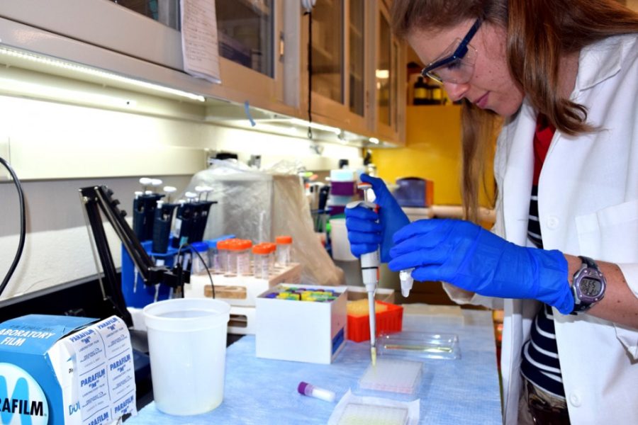 Julie Huynh / The Daily Wildcat

Rebecca Reed processing the salivary immune samples from the CHIMES study. Reed is researching immune system recovery after a negative psychological stressor. 