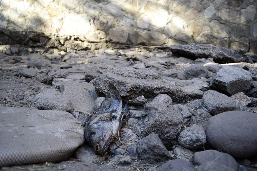 A dead fish lays in the dried up High School Wash on Warren Avenue on Tuesday. The Institute on Science for Global Policy partners with Tucson Working Group to discuss climate change, awareness and how people in the Southwest can live with less water.