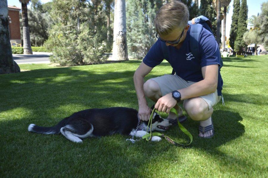 Communication junior Shawn Strunk walks his 5-month-old Siberian husky named Selah on Monday morning near the Arizona State Museum. Strunk said he likes to walk his dog in the mornings along the UA Mall.