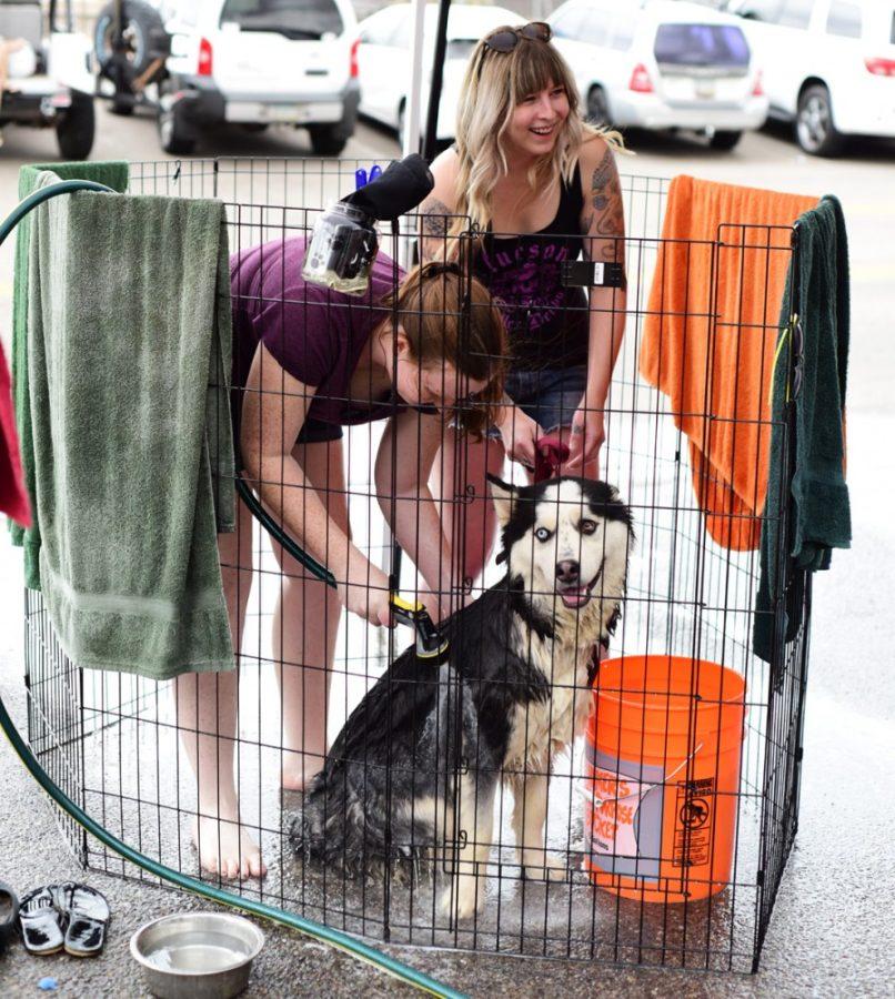 Tucson Roller Derby skater Kathryn Hilton (left) rinses Yukon, while Erin Johnson (right) laughs at the Tails and Ales Benefit Dog Wash at Barrio Brewing Co. on Sunday. Yukon was rescued from Paw It Forward, a rescue organization based in Phoenix that specializes in huskies and malamutes.