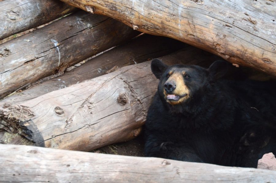 A+bear+peeks+out+of+a+wooden+den+at+Bearizona+Wildlife+Park+on+Saturday%2C+July+4.+Bearizona+has+three+different+bear+exhibits+that+host+bears+of+all%26%23160%3Bages.%26%23160%3B