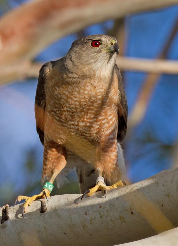 An adult male Coopers Hawk with a green tag perches atop a branch at the UA. Photo courtesy of the lab.