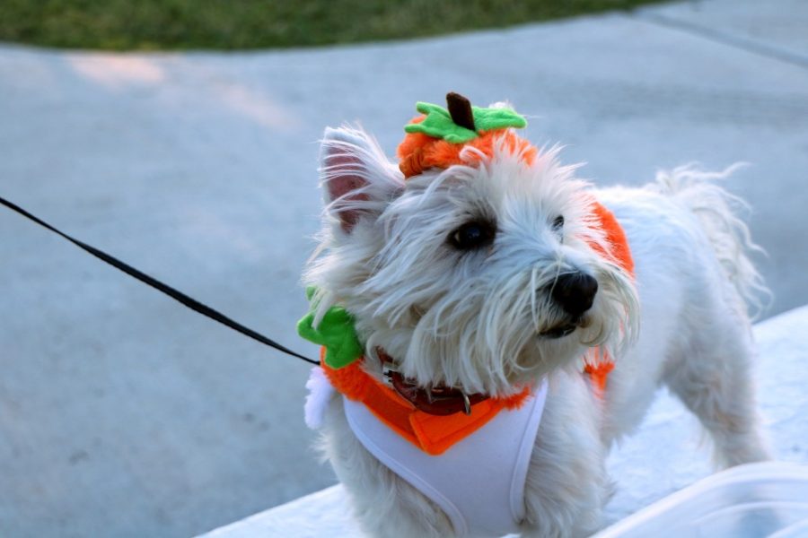 A costumed dog poses for the camera. The UA Department of Chemistry and Biochemistry hosted a Doggie Costume Contest picnic.