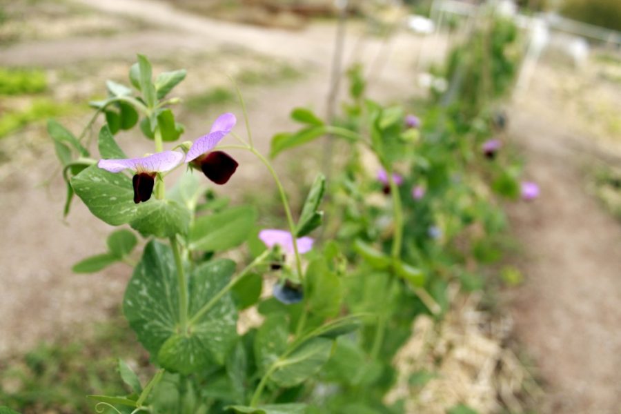 A purple snap pea flower blooms in the UA Community Garden on January 15. UA students aided in the construction of community gardens for six schools across Yuma County provided with by project grants for education.