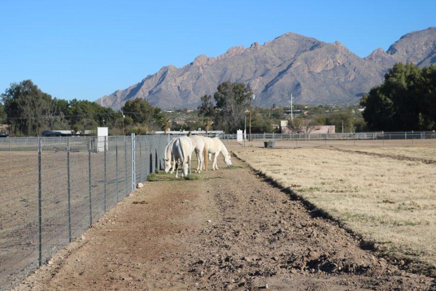 Horses graze in the fields of the Campus Agricultural Center. Students in the Race Track Industry Program with the equine management emphasis care for, train and eventually sell horses raised at the Equine Center as part of various courses offered in the major.