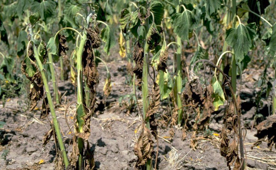 Sunflower plants showing symptoms of verticillium wilt infection, caused by verticillium dahliae. Crop decimation may increase as the temperature and amount of carbon dioxide in the atmosphere continue to rise. 