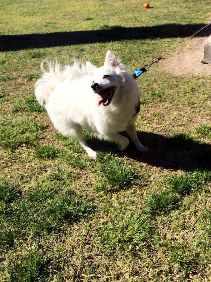 Luna the American Eskimo dog poses for a photo on March 23.