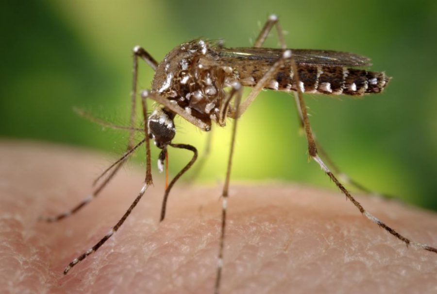 A mosquito, Aedes aegypti, sitting on a human host. Aedes aegypti is known as the yellow fever mosqutio for how frequently they spread the disease.