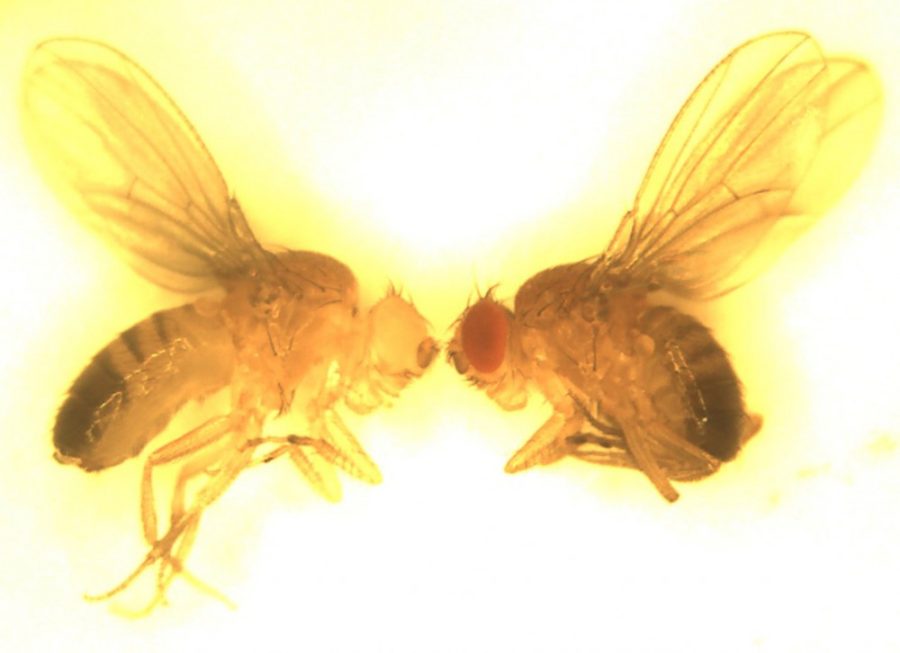 Eye color can be genetically manipulated in flies. The left fly is expressing a white minus mutation in its eyes and the right is expressing a white plus, characteristic of a wild type phenotype.