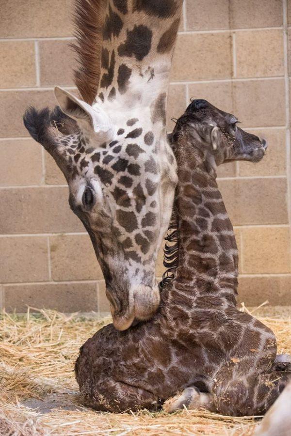 A baby Masai giraffe snuggles with his mother, Shani, shortly after being born on Monday, April 11. This baby Masai was the 19th giraffe to be born at the Sacramento Zoo. 