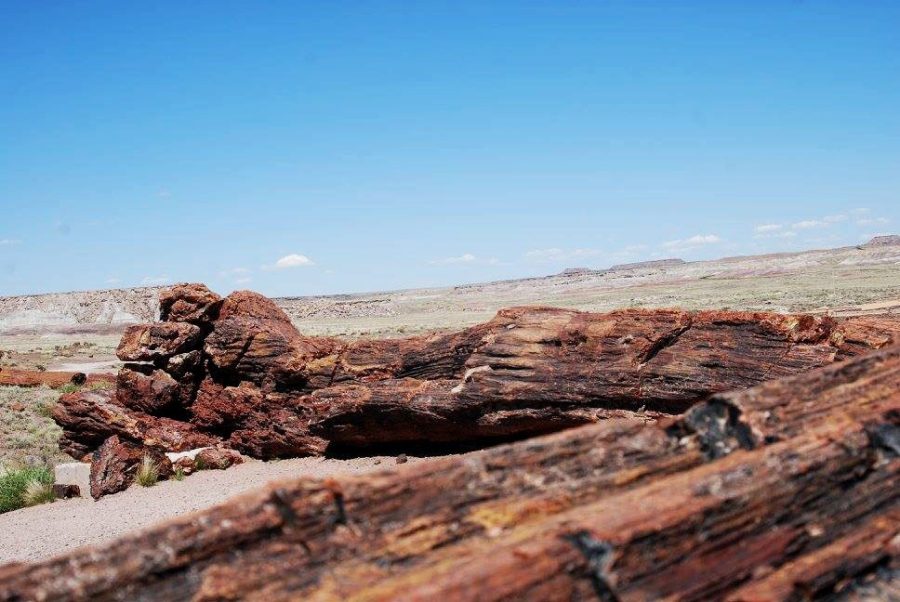 A+petrified+log+in+the+Petrified+Forest+National+Park+just+outside+Holbrook%2C+Ariz+on+Saturday%2C+May+21.+The+Petrified+Forest+is+full+of+ancient+trees+that+can+provide+information+about+the+past+climate+and+geologic+processes.