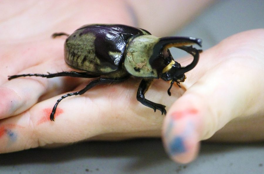 A Hercules beetle rests in the hands of a visitor during the 2016 Arizona Insect Festival on Sunday, Sept. 18 in Tucson. The Hercules beetle was among one of the top attractions at this-year’s event.