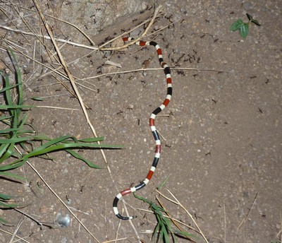 Released coral snake back into ant mound from where it emerged...