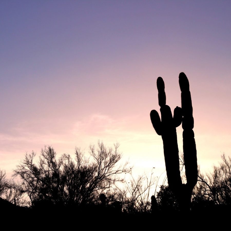 The sun sets behind saguaro cacti on the Richard E. Gender Starr Pass Trailhead on Friday, Oct. 21. The trail is covered with an abundance of native Arizonan plant life.