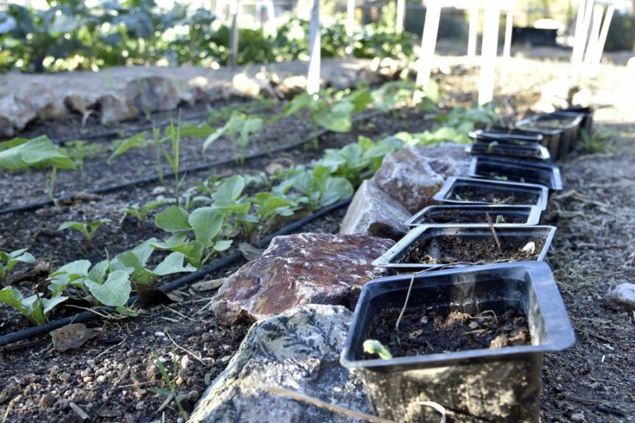 UA Community Garden for Sustainability located on 1400 E. Mable St., is a completely student-run, and is managed between a group of 10-15 students. The members work to maintain the garden and educate the about the preservation of nature. 