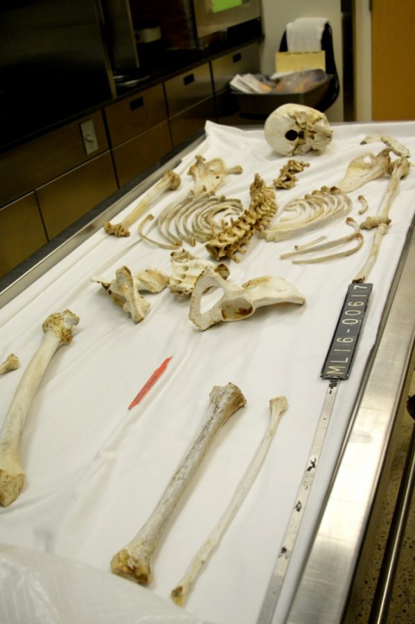 Human remains at the Pima County Medical Eaminer offcie on Monday, April 11.