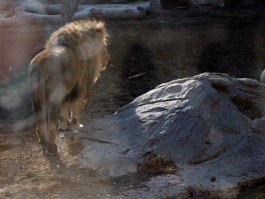 Shombay, a male lion at the Reid Park Zoo, paces around the lion exhibit on Thursday, Dec. 1. Shombay, has been trained to voluntarily receive subcutaneous fluids.