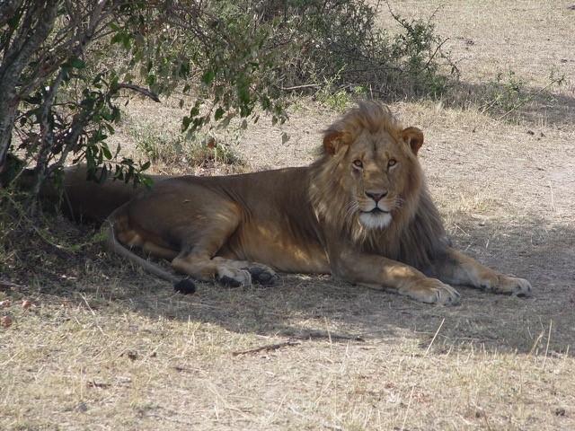 A+lion+sprawls+out+in+the+shade.+Despite+their+lack+of+parasitic+feeding%2C+lions+are+well+adapted+to+their+environment.