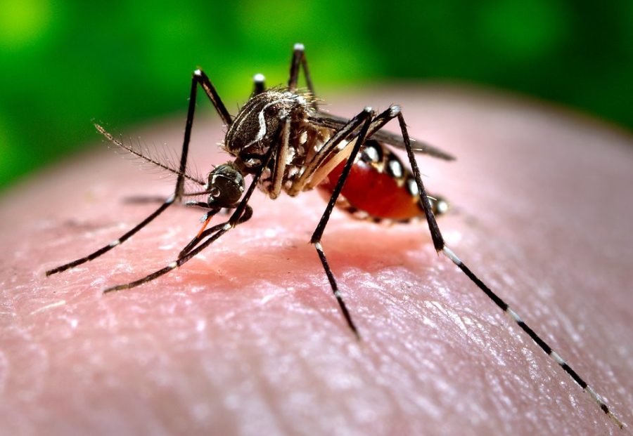 This 2006 photograph depicted a female Aedes aegypti mosquito while she was in the process of acquiring a blood meal from her human host, who in this instance, was actually the biomedical photographer, James Gathany, at the Centers for Disease Control. The parasite that causes malaria appears to chemically attract mosquitoes to already-infected people.