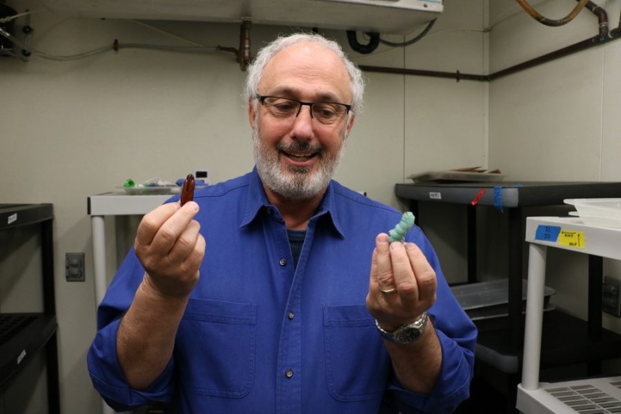 Professor Goggy Davidowitz from the Department of Entomology holding a caterpillar and a pupa in the Marley Building on March 28. Davidowitzs team recently gained new insight into moth metabolisms.