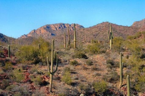 The Sonoran Desert in Arizona. Summer days in Tucson often reach high temperatures.